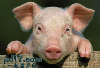 世界上最聪明的动物Top4：猪