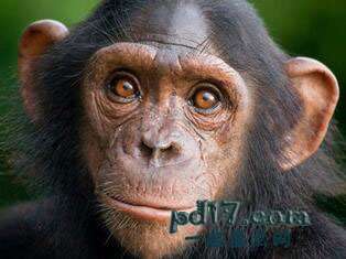 世界上最聪明的动物Top1：黑猩猩