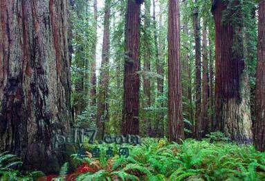世界上最濒危的森林Top7：加州植物省
