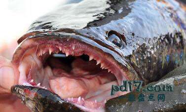世界上最危险的鱼类Top6：黑鱼