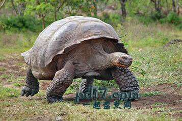 世界上最缓慢的动物Top5：巨龟