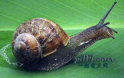 世界上最缓慢的动物Top2：花园蜗牛
