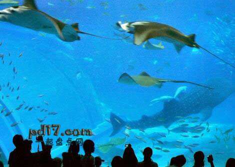 世界上最大、最好的水族馆Top8：冲绳水族馆 冲绳