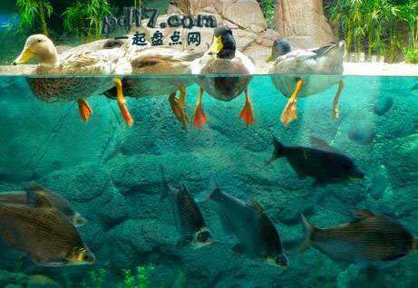 世界上最大、最好的水族馆Top4：上海海洋水族馆 上海