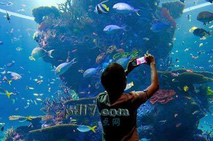 世界上最大、最好的水族馆Top1：东南亚水族馆 新加坡