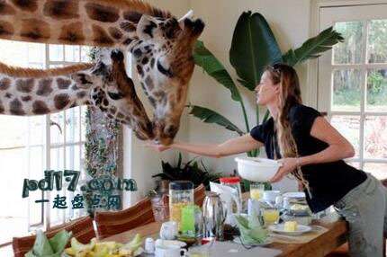 世界上最奇异的酒店Top4：肯尼亚长颈鹿酒店