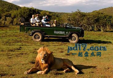 南非旅游的项目攻略Top1：参观禁猎区