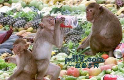 世界上最奇葩的节日Top4：猴子自助节