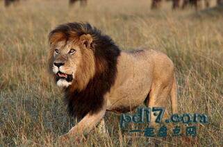 世界上最致命的动物Top7：狮子