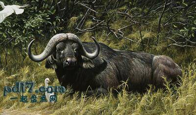 世界上最致命的动物Top6：非洲水牛