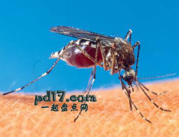 世界上最致命的动物Top1：蚊子