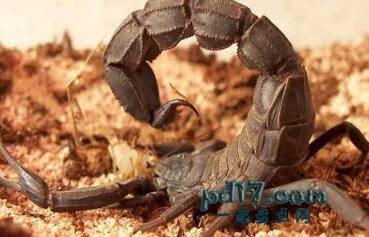 历史中的昆虫武器Top9：蝎子炸弹