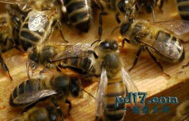 历史中的昆虫武器Top7：检测非法药物的嗅探蜜蜂