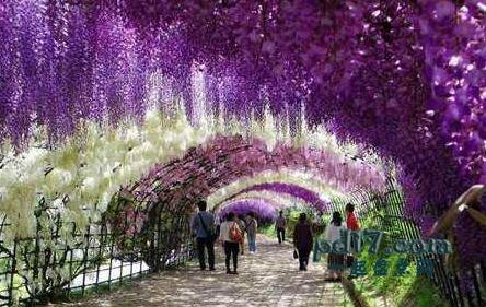 世界上神奇的自然现象Top1：紫藤隧道，日本：花隧道