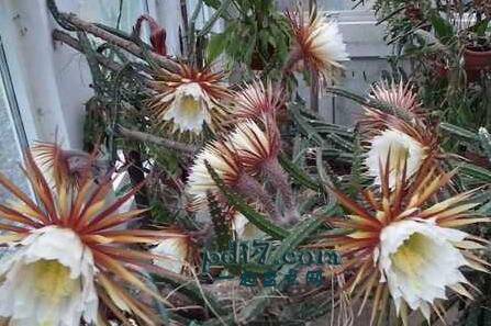 世界上神奇的自然现象Top6：Selenicereus开花