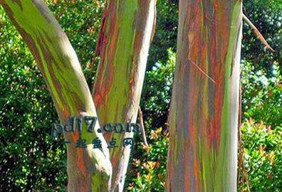 难以置信的自然现象Top4：彩虹树