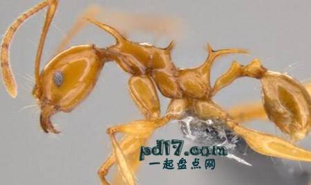 最新发现的动物物种Top2：蚁龙
