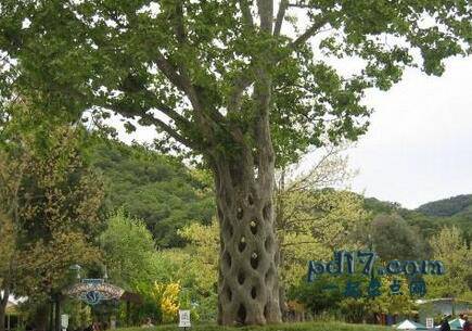 世界上最壮观的树Top10：阿克塞尔厄兰森的马戏团树