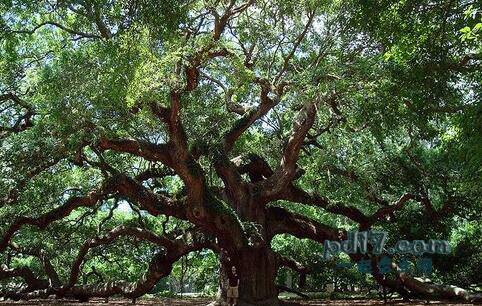 世界上最壮观的树Top3：天使橡树