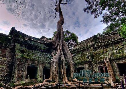 世界上最壮观的树Top2：塔普伦寺的木棉树