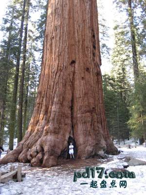世界上最壮观的树Top1：亥伯龙神红杉