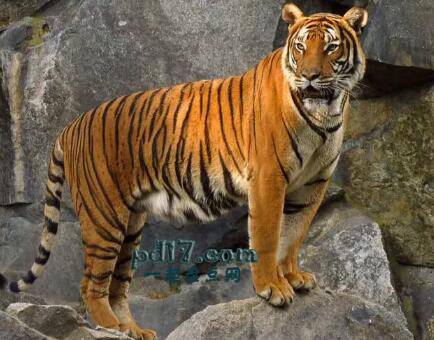 世界上咬合力最强的动物Top9：虎 476公斤/平方英寸