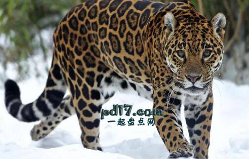 世界上咬合力最强的动物Top4：美洲豹 907公斤/平方英寸