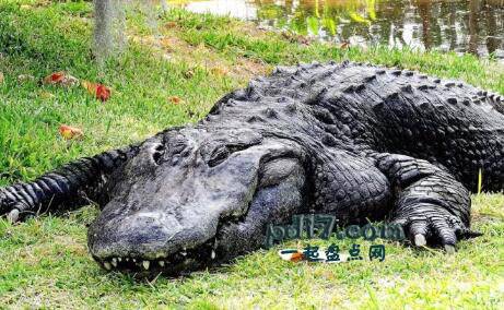 世界上咬合力最强的动物Top3：美洲鳄 963公斤/平方英寸