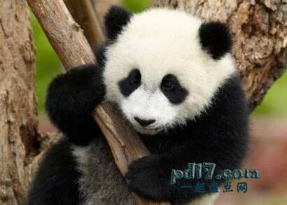 世界上最懒的动物Top3：大熊猫
