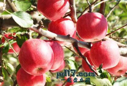 世界上最贵的水果Top9：Sekai Ichi苹果（每个21美元）
