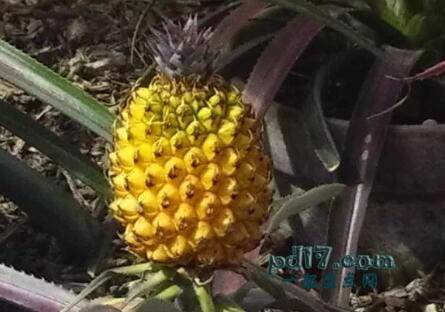 世界上最贵的水果Top5：Heligan迷失花园的菠萝（1600美元/每个）