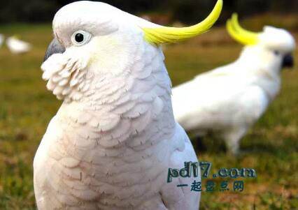最聪明的会说话的鸟类Top9：美冠鹦鹉