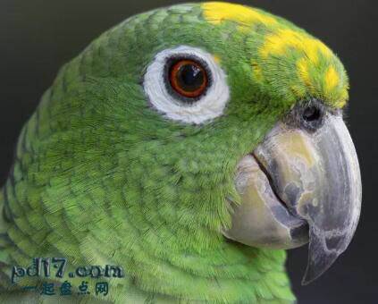最聪明的会说话的鸟类Top7：黄冠亚马逊鹦鹉