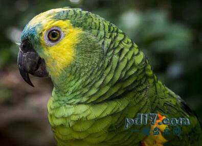 最聪明的会说话的鸟类Top10：蓝顶亚马逊鹦鹉