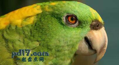 最聪明的会说话的鸟类Top3：黄颈亚马逊鹦鹉