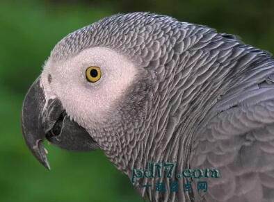 最聪明的会说话的鸟类Top1：非洲灰鹦鹉