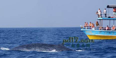 世界上最著名的观鲸胜地Top9：马尔代夫