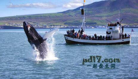 世界上最著名的观鲸胜地Top2：冰岛胡萨维克