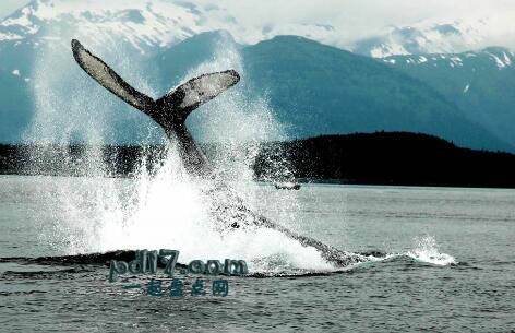 世界上最著名的观鲸胜地Top1：美国阿拉斯加