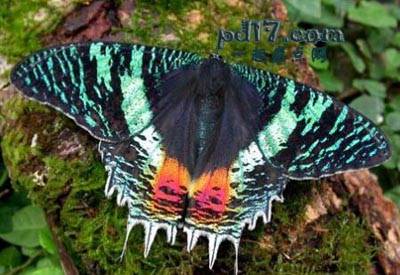世界上最美丽的飞蛾Top8：马达加斯加日落蛾