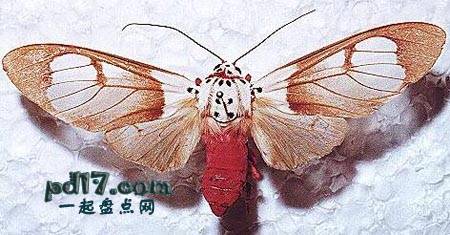 世界上最美丽的飞蛾Top6：红腹白灯蛾