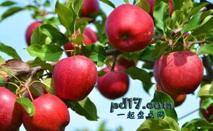 水分含量最高的水果Top10：苹果84%