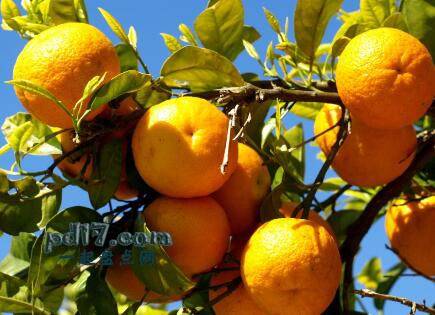 水分含量最高的水果Top7：橘子87%