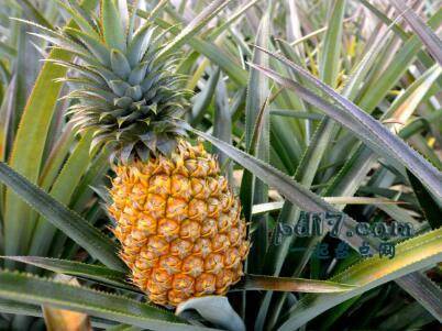 水分含量最高的水果Top6：菠萝87%