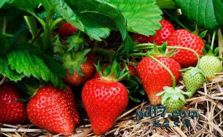 水分含量最高的水果Top2：草莓92%