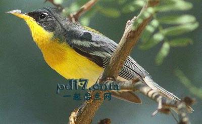 世界上最小的鸟类Top9：热带森莺