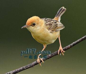 世界上最小的鸟类Top4：金头扇尾莺