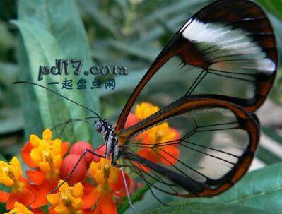 世界上最漂亮的昆虫Top10：玻璃翼蝴蝶