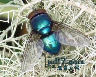 世界上最漂亮的昆虫Top9：Blue Bottle Fly