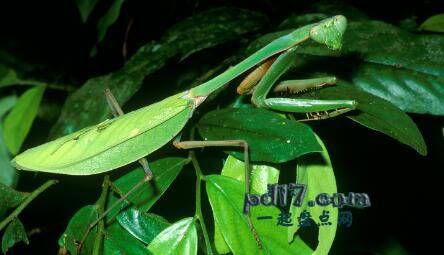 世界上最漂亮的昆虫Top8：Praying Mantis